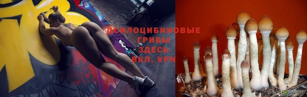 стаф Алзамай
